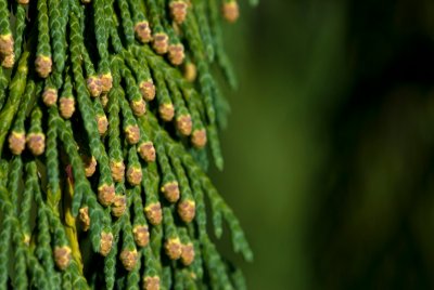 Chamaecyparis nootkatensis 'Pendula' - cypřišek nutkajský - jehlice(šupinaté)